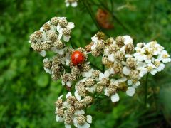 Ladybug on flowers
